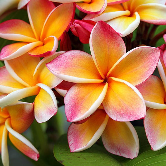 Fragancia Plumeria