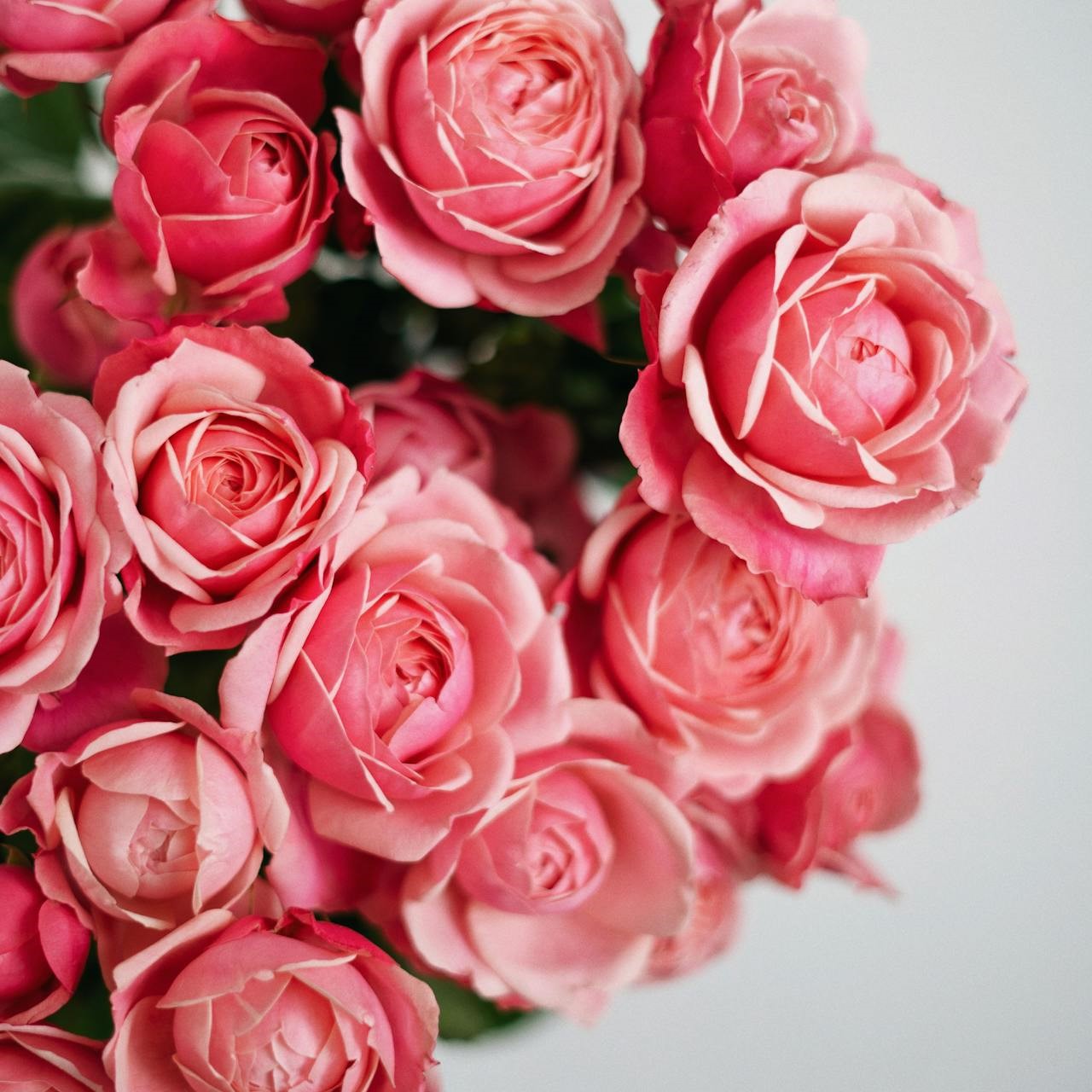 Fragancia Pétalos de Rosas